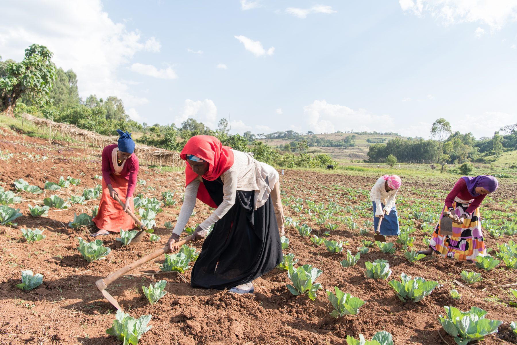 Gender And Conservation Agriculture In Sub Saharan Africa A Systematic